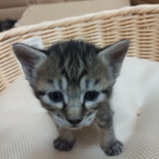 家の近くで子猫5匹を保護しました(9/1～譲渡可)