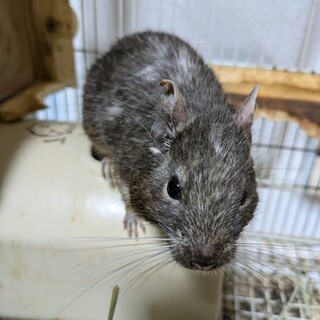 可愛がってくれる方募集中