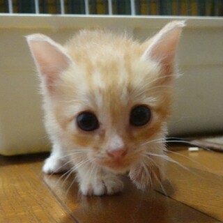 かわいい茶トラ★7月27日産まれ★元気な女の子