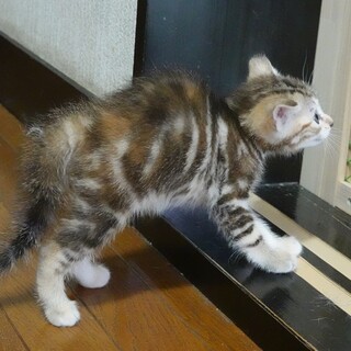 キジ三毛アメショー風★7月27日産まれ元気な女の子