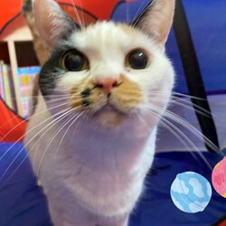 ワークショップ「トキメキバスボブをつくろう」&保護猫譲渡会