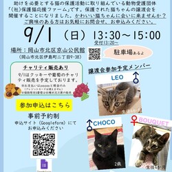 ワークショップ「トキメキバスボブをつくろう」&保護猫譲渡会 サムネイル2