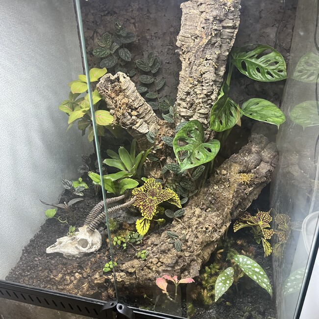 すかちゃん　のカバー写真