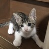 可愛い「まるちゃん」里親さん募集です。 サムネイル2