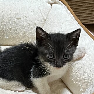 もうすぐ2ヶ月可愛いきょうだい