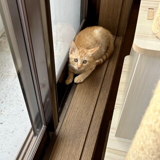 とても人馴れしてる茶トラくん