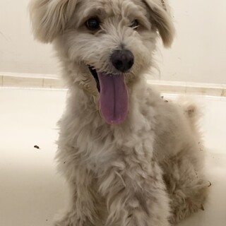 人懐こいテリア風の男の子！お迎えありません