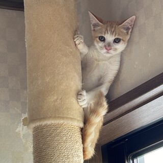 ちょとシャイな茶白くん