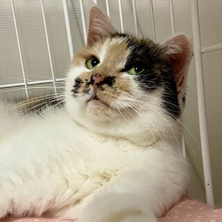 美しい目をした優しい女の子