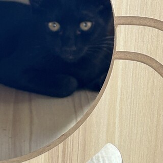 人馴れしてる黒猫くんたち