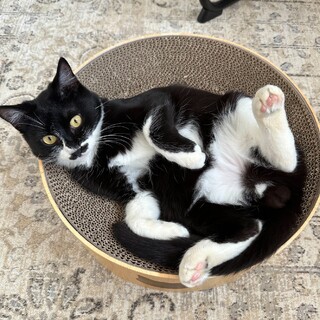 〈代理募集〉里親様飼育困難にて兄弟一緒に再募集！