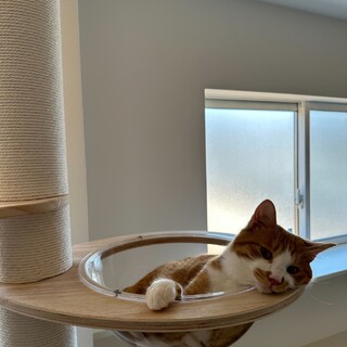 〈代理募集〉里親様飼育困難にて、兄弟一緒に再募集！