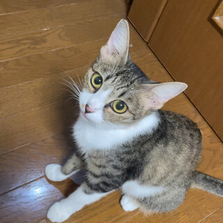 4匹の子にゃんこを守ったママ猫つーちゃん
