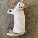 人馴れ抜群猫ちゃん