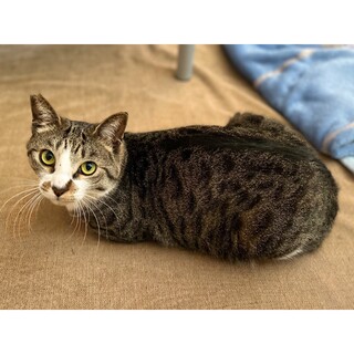 【流山市】甘えん坊のちょび君3才