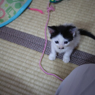 港のネグレクト4兄弟No.1しらたま（仮名）