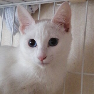 ☆甘えん坊でキュートな青い瞳の白猫ちゃん☆