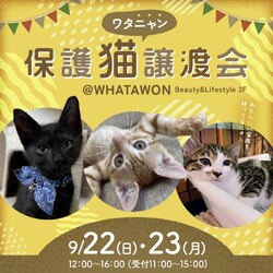 ワタにゃん保護猫譲渡会