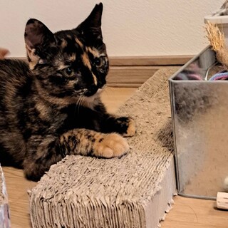 遊び大好き！クールビューティの賢いサビ女の子