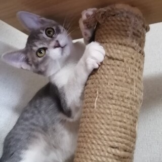 ☆元気いっぱい！イケにゃんサバ白くん☆