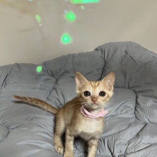 茶トラの女の子、里親募集中です。