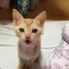 茶トラの女の子、里親募集中です。 サムネイル2