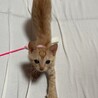 茶トラの女の子、里親募集中です。 サムネイル3