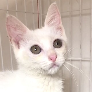 授乳から育てた人が大好き超甘えん坊な大君