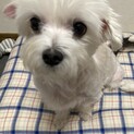 べったり甘えん坊のマルチ