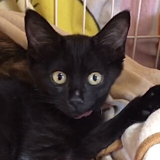 人懐こくてお茶目な甘えっ子リナ姫