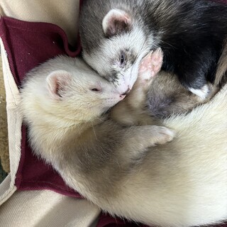 フェレットベビー(オス2匹)