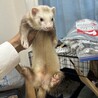 フェレットベビー(オス2匹) サムネイル3
