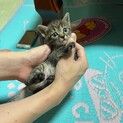 オスメス不明、生後2ヶ月