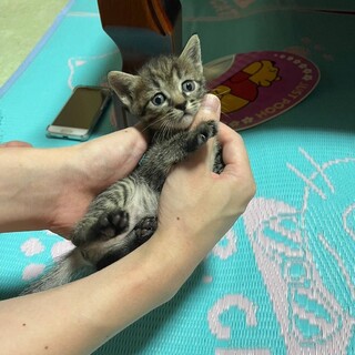 オスメス不明、生後2ヶ月