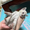 オスメス不明、生後1ヶ月