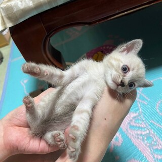 オスメス不明、生後1ヶ月