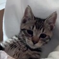 推定６カ月の男の子