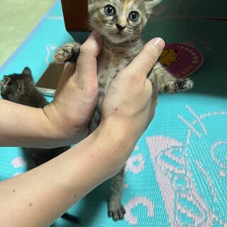 オスメス不明、里親募集