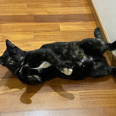 の写真