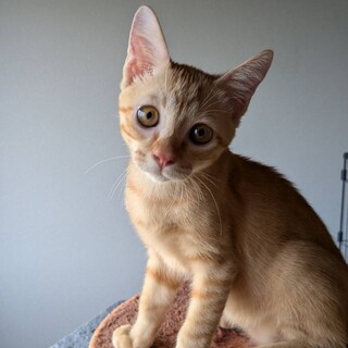 9/23ダイヤくん譲渡決定有り難うございます