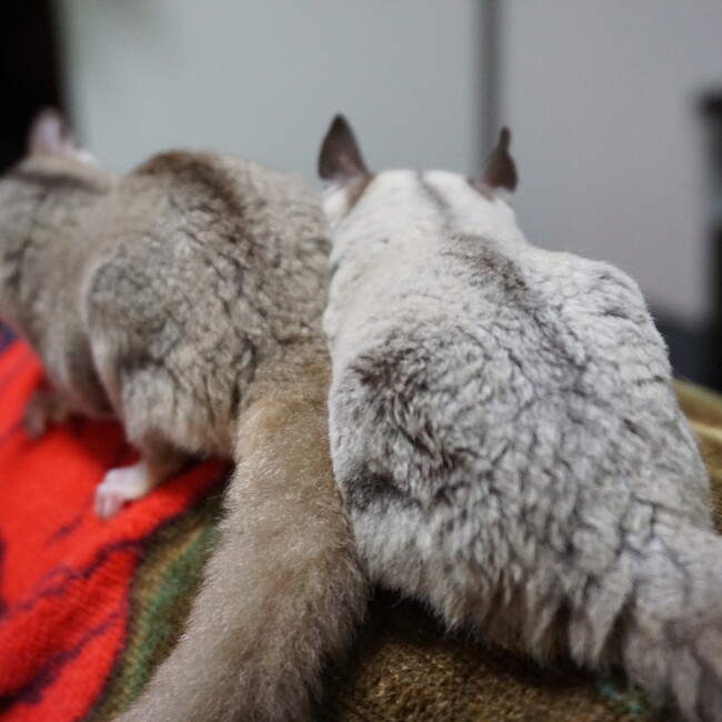 ハヤタンのカバー写真