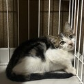 とても綺麗なきじしろちゃん