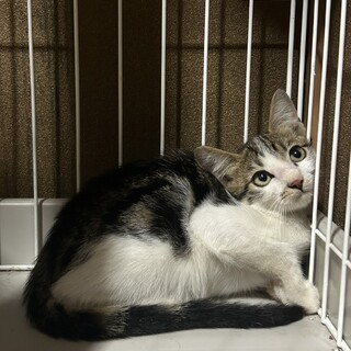 とても綺麗なきじしろちゃん