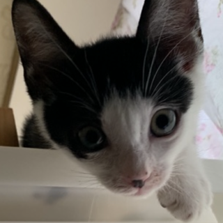 甘えんぼやんちゃな子