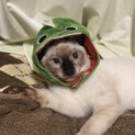 ずっとの家族になってください‼️
