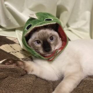 ずっとの家族になってください‼️