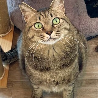 動物病院の保護猫・大きな体でドタドタ遊ぶよ！