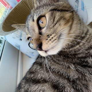 生後四.五ヶ月、キジトラのメス♀