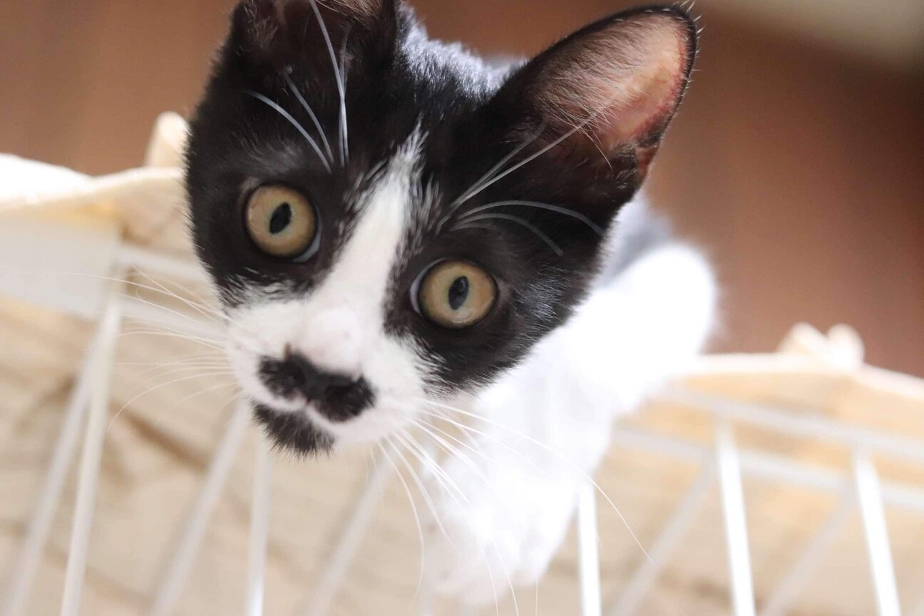 ハチワレ子猫 ポンチョち」愛知県 - 猫の里親募集(490723