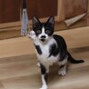ハチワレ子猫　ポンチョちゃん　里親様募中！ サムネイル2